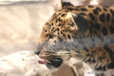 image of animal