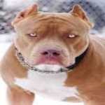 image of animal