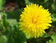 image of flower