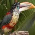 image of bird