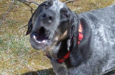 image of bluetick