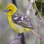 image of bird