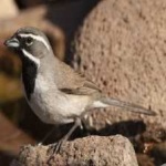 image of black_throated_sparrow #23
