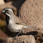 image of bird