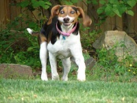 image of walker_hound