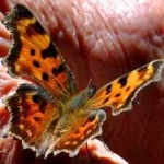 image of animal