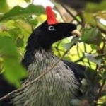 image of horned_guan #0