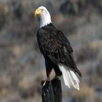 image of bird