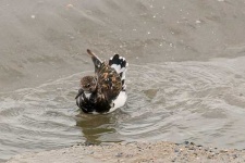 image of ruddy_turnstone