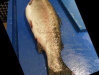 image of trout #31