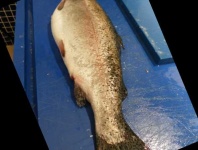 image of fish