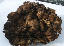 image of hen_of_the_woods