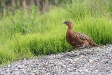 image of ptarmigan