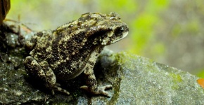 image of animal