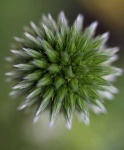 image of flower