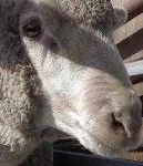 image of animal