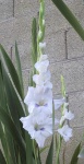 image of flower