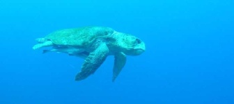 image of loggerhead