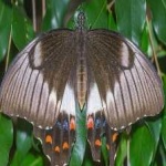 image of animal