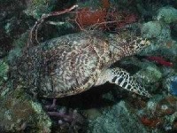 image of hawksbill