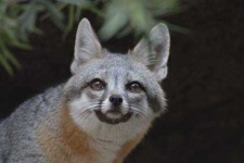 image of grey_fox