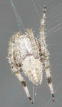 image of barn_spider