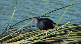 image of european_gallinule #19