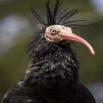 image of bird