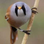 image of bird