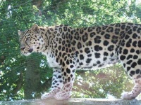 image of leopard