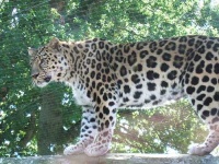 image of leopard #10