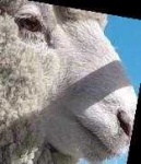 image of animal