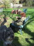 image of bouvier_des_flandres