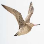 image of bird
