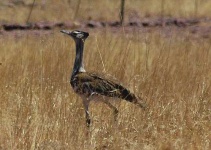 image of bustard #20