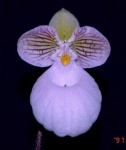 image of hard_leaved_pocket_orchid #16