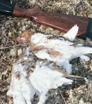 image of ptarmigan