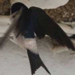 image of bird