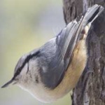 image of bird