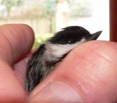 image of chickadee