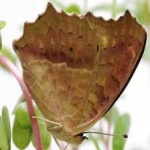 image of animal