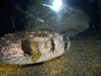 image of puffer