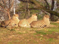 image of cheetah