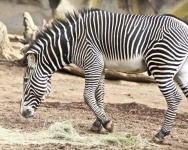 image of zebra #21