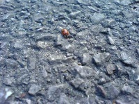 image of ladybug