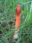 image of stinkhorn