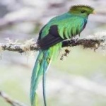 image of bird