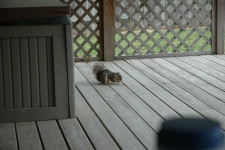 image of animal