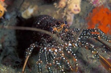 image of spiny_lobster