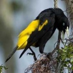 image of bird